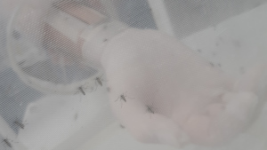 Experiment-Aufbau zum Vertreiben von Mücken via Mückenton, Cremes und Telekinese.