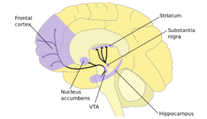 Die folgende Abbildung zeigt das limbische System im Gehirn, ein komplexes Netzwerk von Hirnstrukturen, welches eine Schlüsselrolle bei der Regulierung von Gefühlen, Gedächtnis und grundlegenden Überlebensinstinkten spielt. Es umfasst unter anderem die Amygdala (links vom Hippocampus), den Hippocampus und den Hypothalamus. 