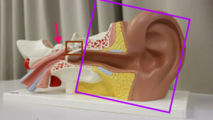 Foto von dem menschlichen Ohr